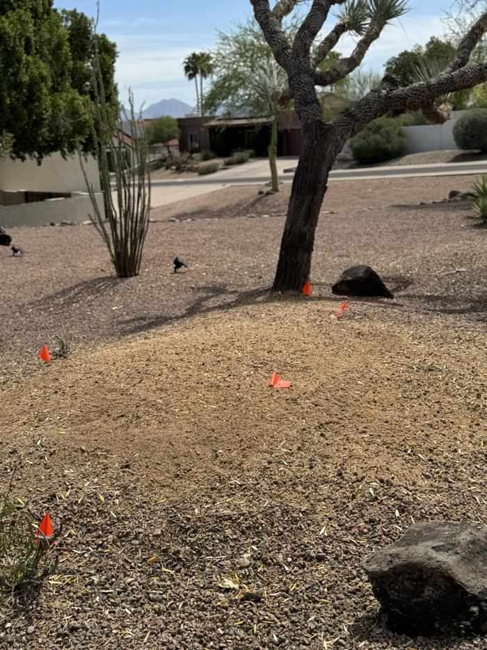 Cleared desert yard after cactus removal in Phoenix