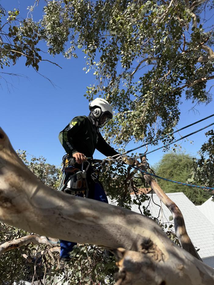 Climber standing on a eucalyptus limb with a chainsaw clipped to his harness, power lines behind