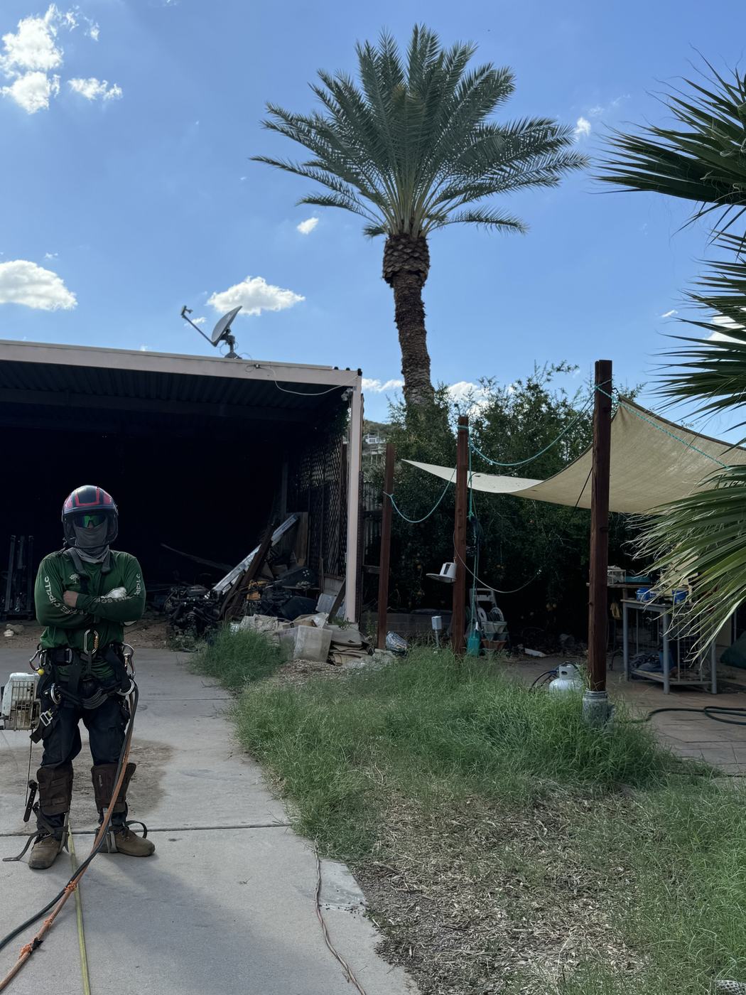 Bros Tree Care climber geared up in front of a tall date palm in Phoenix, AZ