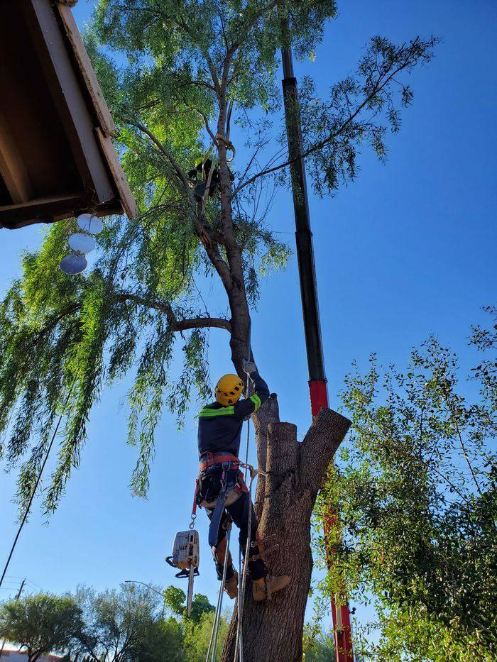 Climber roped into a large shade tree during a trim in Tempe, AZ