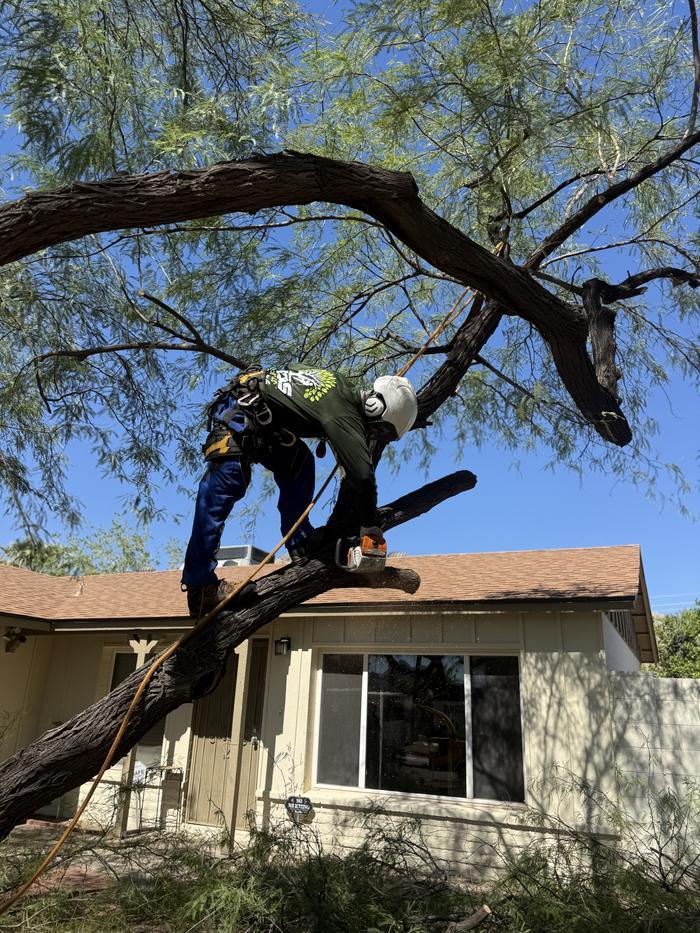 Climber standing on a mesquite limb above a roof cutting with a chainsaw