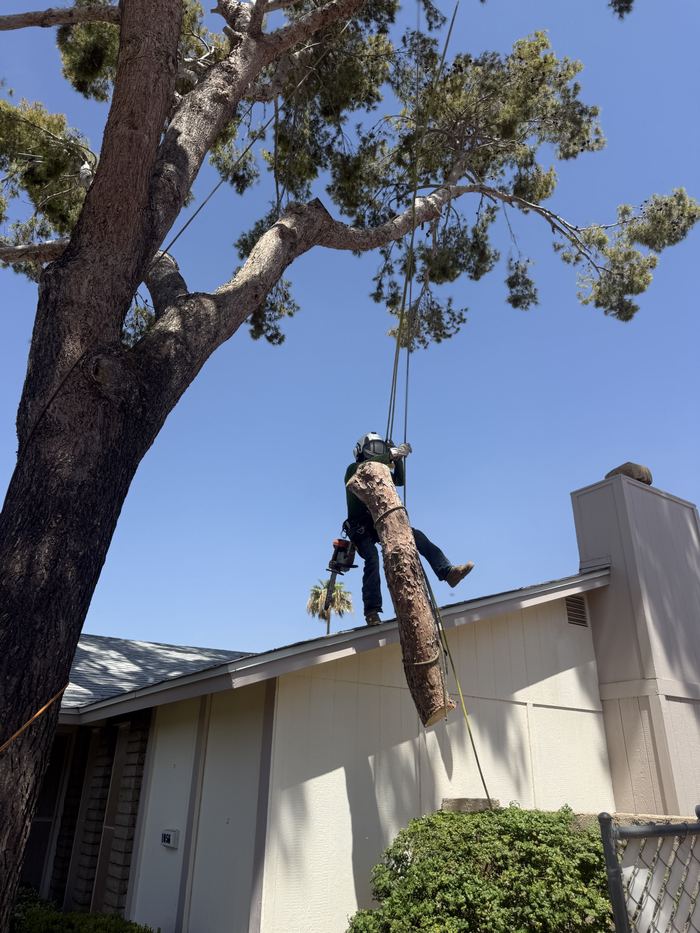 Climber working a pine limb that hangs over a roof