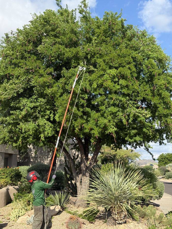 Climber using a pole saw inside a dense ficus canopy in Phoenix