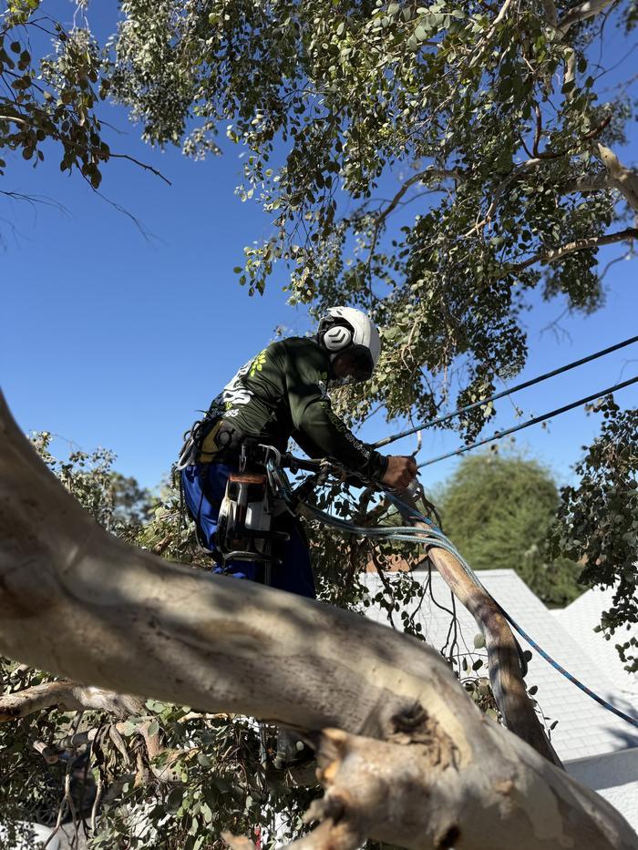 Climber roped into a large eucalyptus limb setting the rigging line above a Phoenix roof