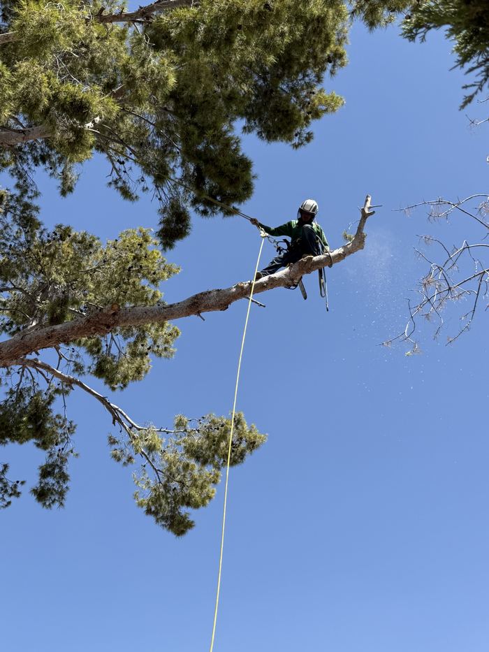Climber at the top of a pine taking the crown down in sections