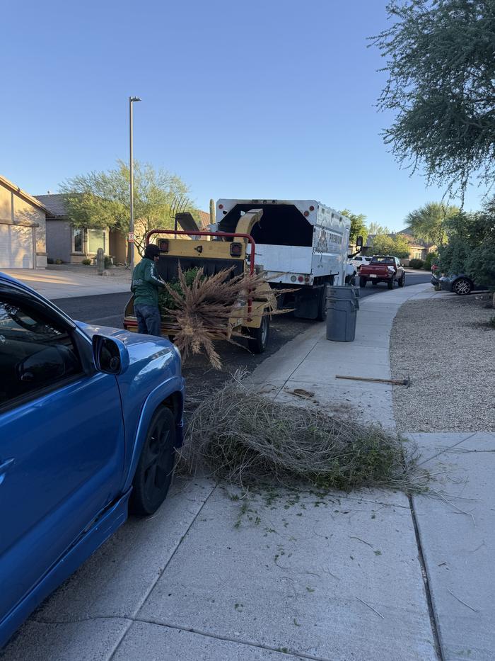 Crew member feeding dry palm fronds and brush into the chipper at the curb