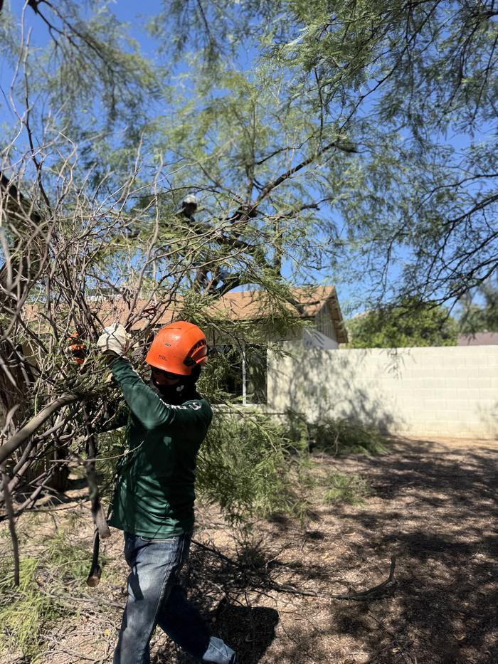 Crew member in an orange helmet hauling cut mesquite branches while the climber works above