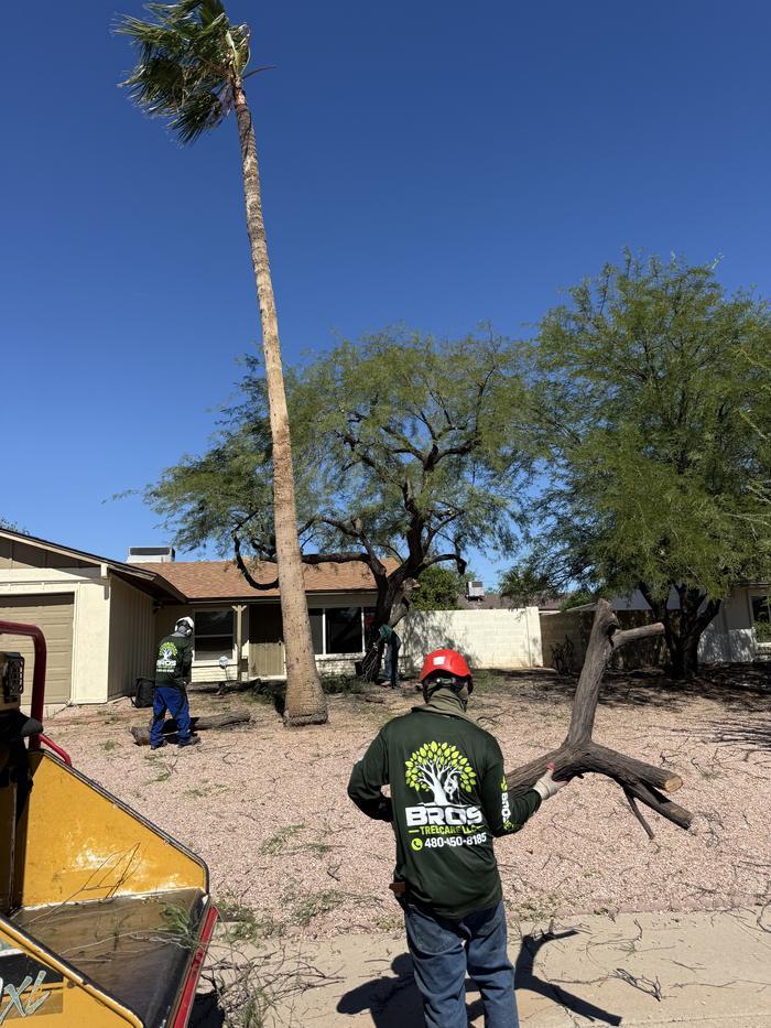 Crew member in a Bros Tree Care shirt carrying a limb past a trimmed fan palm and mesquite