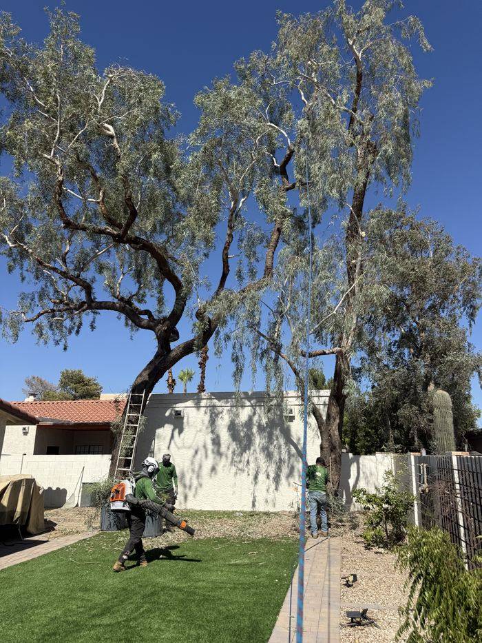 Bros Tree Care crew trimming a backyard tree in Chandler, AZ