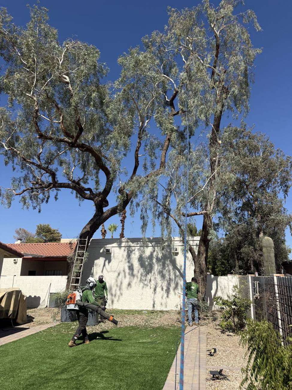 Bros Tree Care crew trimming a backyard tree in Chandler, AZ