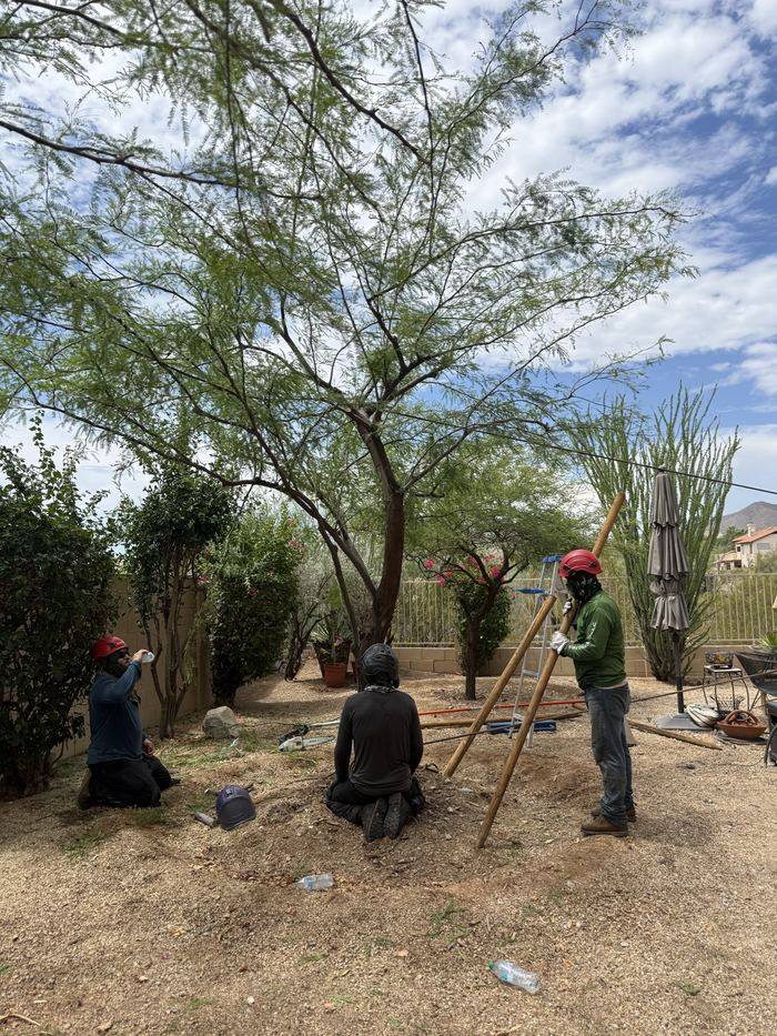 Bros Tree Care crew working under a large native mesquite on a desert lot