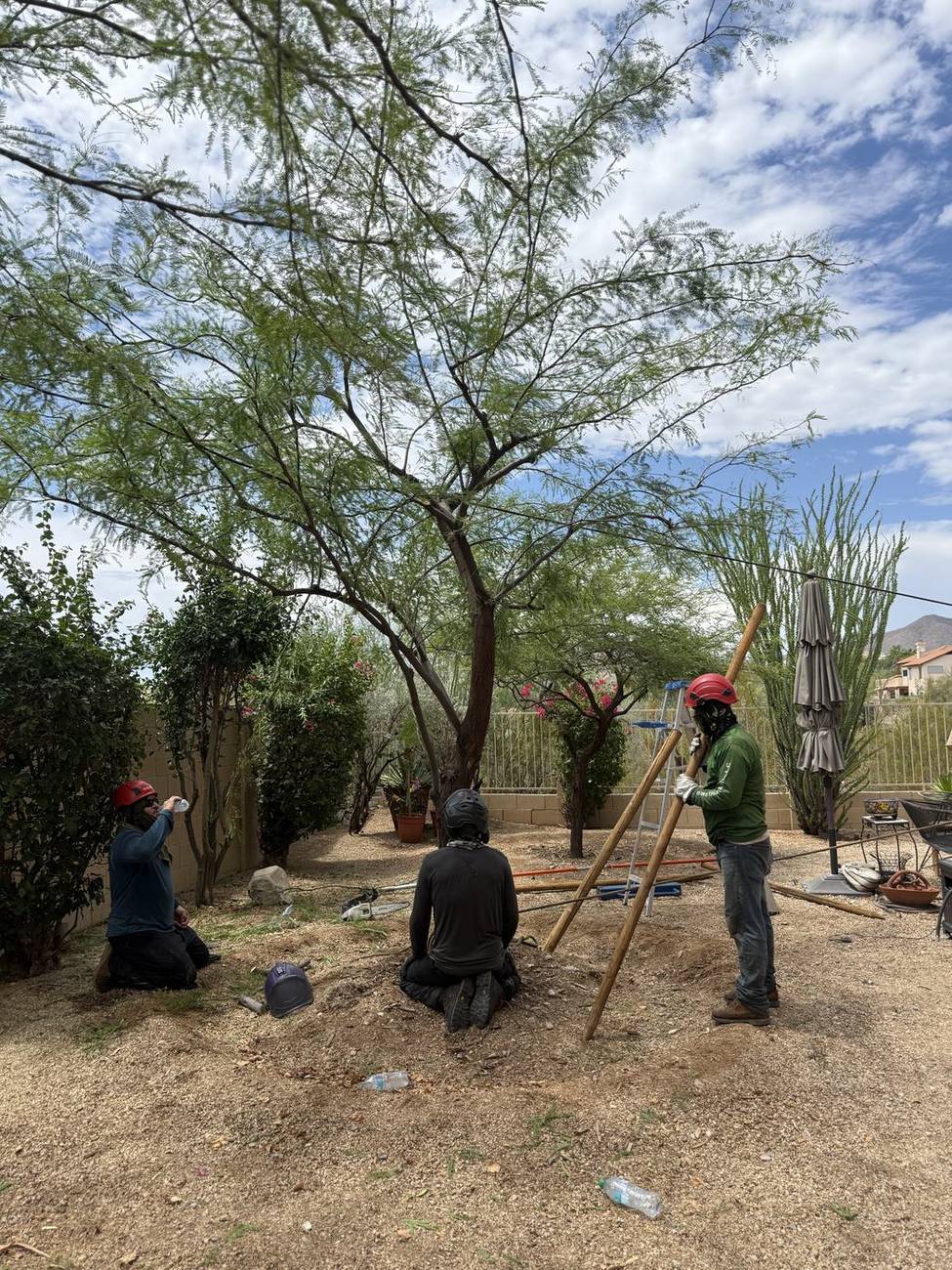 Bros Tree Care crew working under a large native mesquite on a desert lot