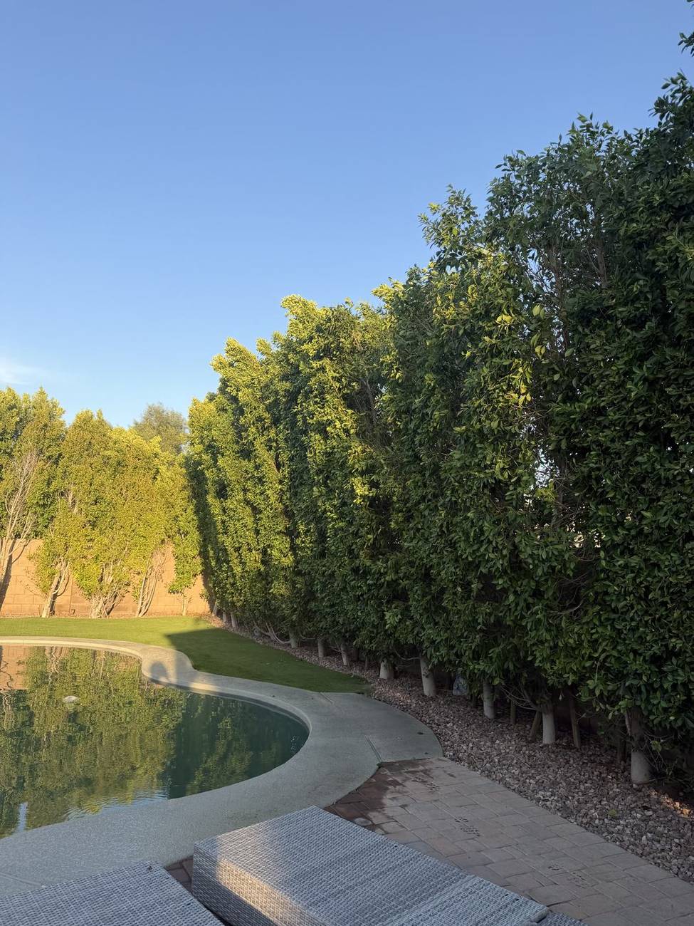 Tall ficus privacy hedge trimmed straight beside a pool in Scottsdale, AZ