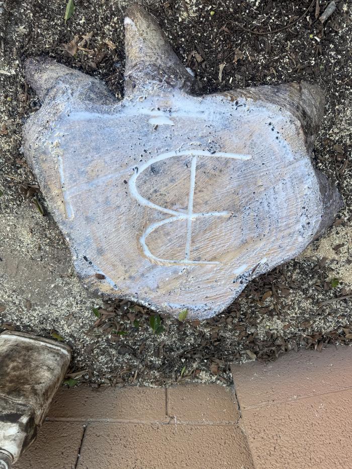 Freshly cut stump at ground level marked with a painted B