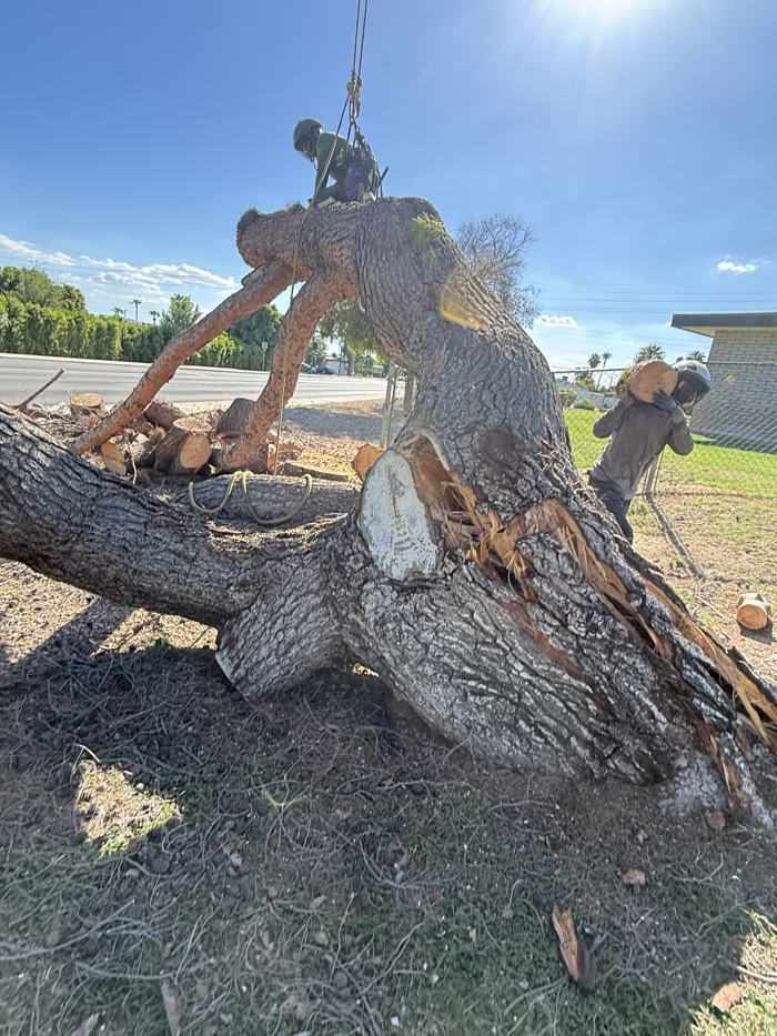 Climber cutting a large trunk section during a removal