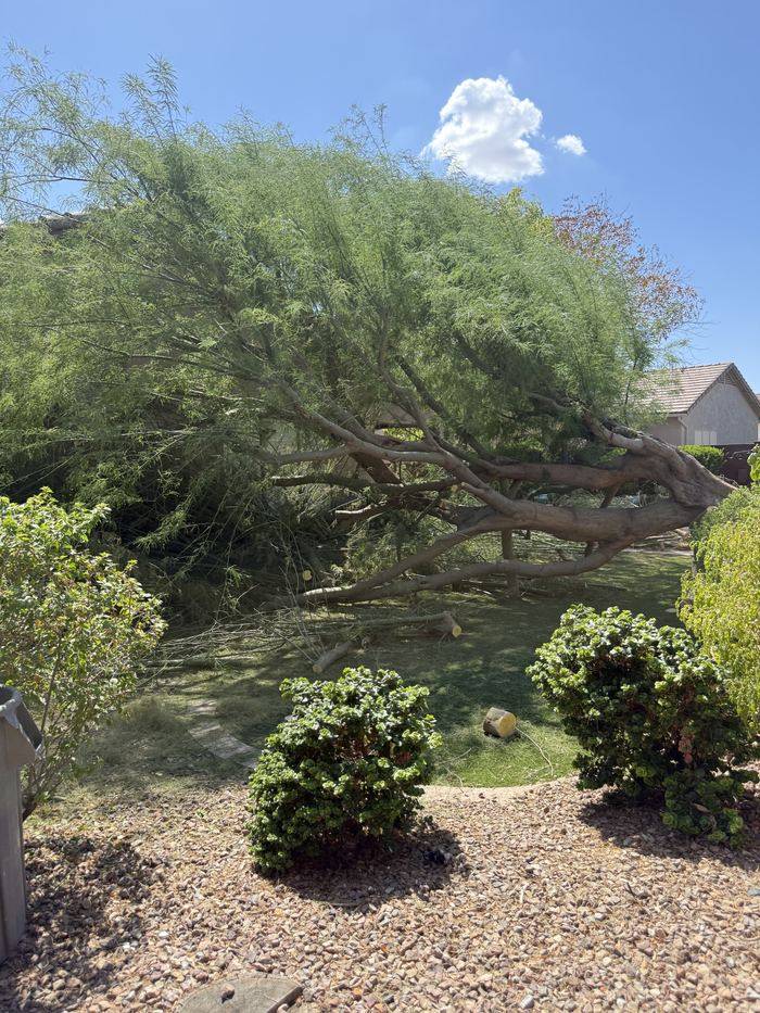 Overgrown mesquite leaning across a Peoria backyard before trimming