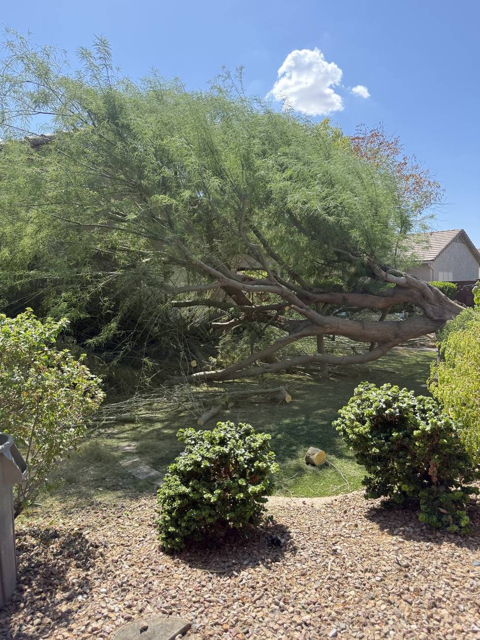 Overgrown mesquite leaning across a Peoria backyard before trimming