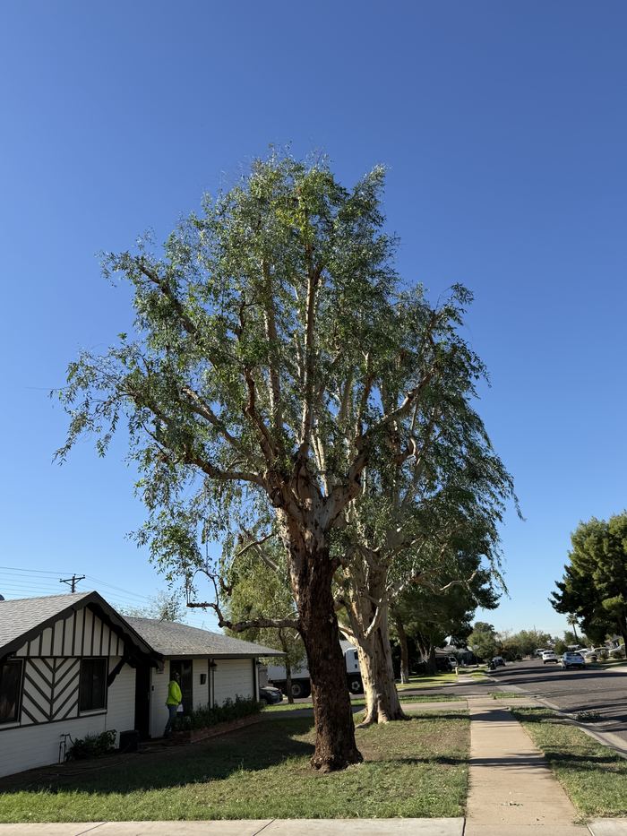 Mature shade tree in front of an older Glendale home