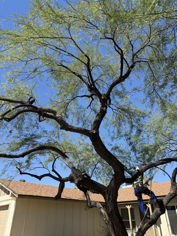 Thinned mesquite canopy with fresh cuts and the climber at the trunk