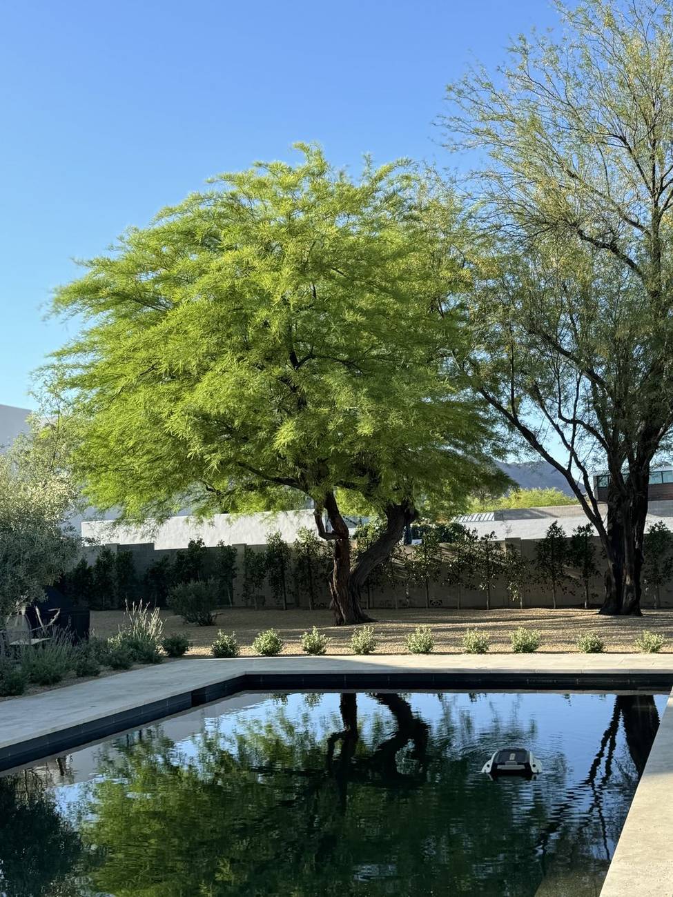 Freshly trimmed mesquite tree shading a backyard pool in North Phoenix, AZ