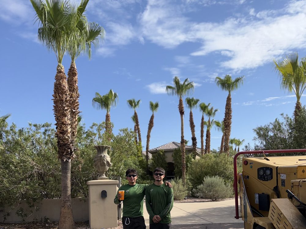 Bros Tree Care crew with their chipper in front of a row of trimmed fan palms in Phoenix