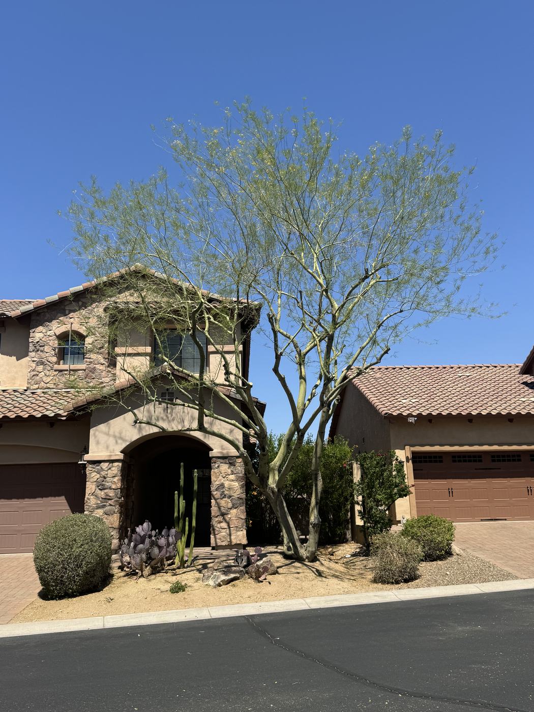Palo verde tree in the front yard of an Anthem home