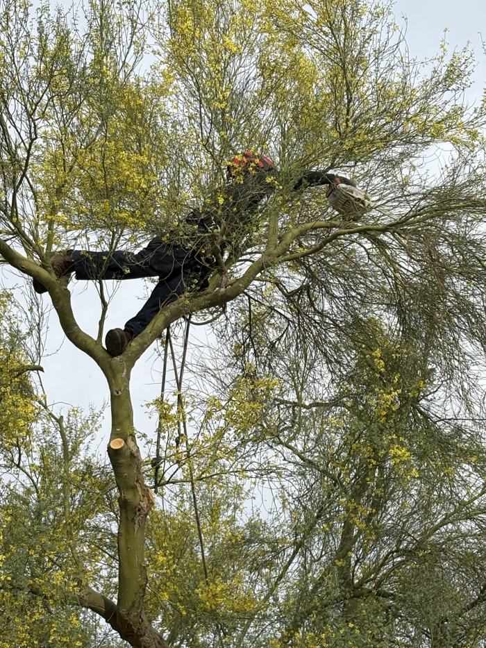 Climber trimming a blooming palo verde