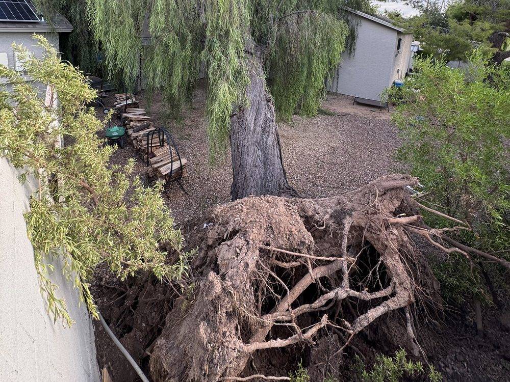 Willow uprooted by a monsoon storm with the root ball torn out of a Phoenix backyard