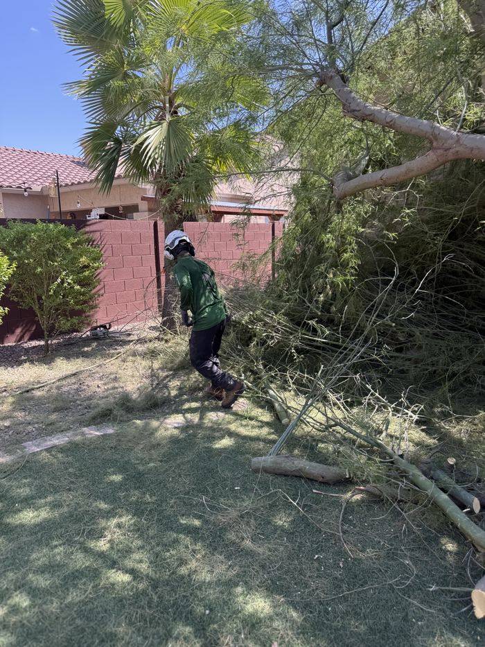 Crew member clearing storm-downed branches in a backyard