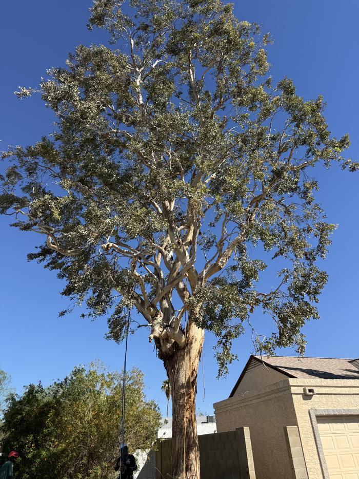 Tall eucalyptus leaning over a garage with the climbing rope already set