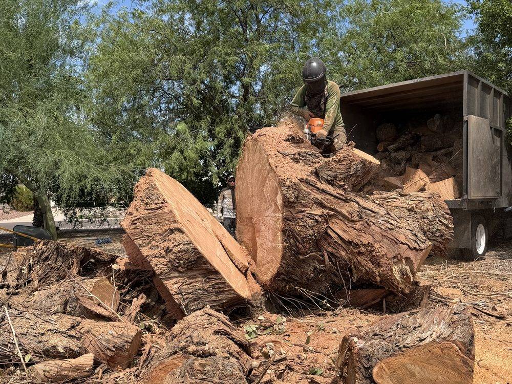 Crew member cutting a large trunk into sections beside a loaded trailer in Phoenix
