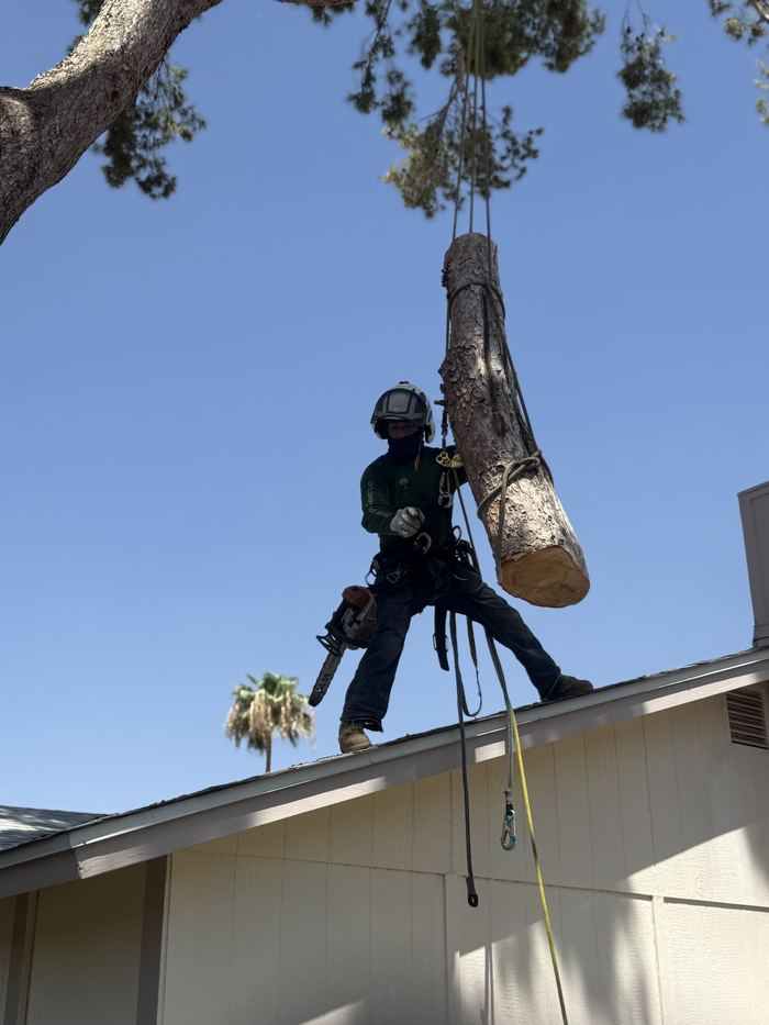 Climber lowering a log section on a rope over a Phoenix roof